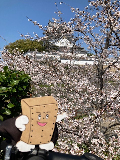 構造くんと巡るホクシンゆかりの地と岸和田市の桜